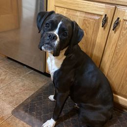 Jordy - Boxer