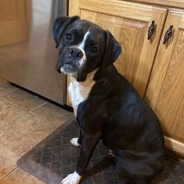 Jordy - Boxer