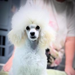 Berlin - White female Poodle puppy in Marsing, Idaho from Araceli Toy Poodles