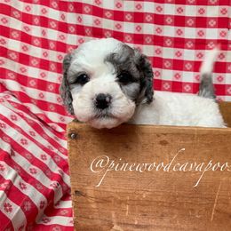 Cavapoo Puppies from Pinewood Cavapoos
