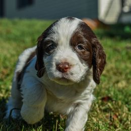 Miss Huntress - White and liver female English Springer Spaniel puppy in Kingsport, Tennessee from Leandra's English Springer Spaniels