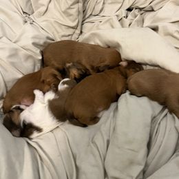 Shih Tzu puppies from Rustic_Charm_by_Andye