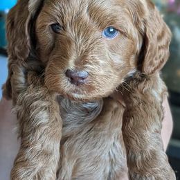 Goldendoodles from Quality Family Dogs
