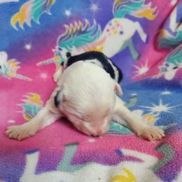 Girl 1 - female Sheepadoodle puppy in Bellevue, Iowa from Fluffy Wonders Poms and Doodles