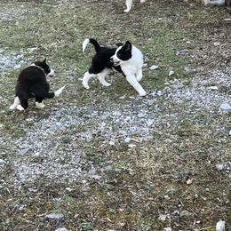 Border Collie Puppies from Roaring River Border Collies
