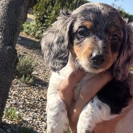 Dachshunds from Double B Dachshunds