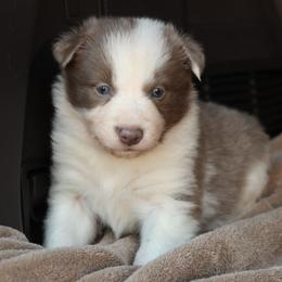 Calera - AKC Reg - Lilac female Border Collie puppy in Courtland, Alabama from C Bar C Ranch Border Collies