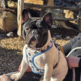 Olive - French Bulldog