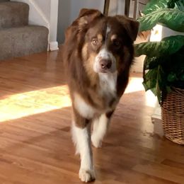 Oso - Australian Shepherd