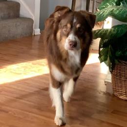 Oso - Australian Shepherd