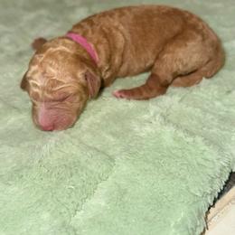 Abigail - Red  female Goldendoodle puppy in Pasadena, Texas from Toledo Creek Doodles
