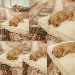 Tan Line - Apricot female Aussiedoodle puppy in Inman, South Carolina from Dark Corner Doodles