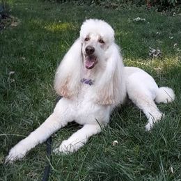 Liz - Poodle