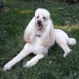 Liz - Poodle