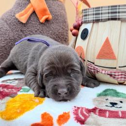 Purple - Chocolate male Labrador Retriever puppy in Heath Springs, South Carolina from Rich Hill Retrievers