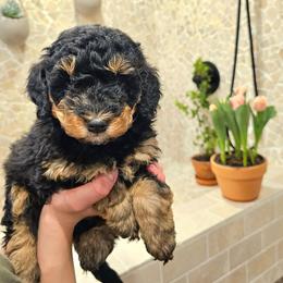 Zambezi Limpopo - Phantom female Bernedoodle puppy in Marshall, Michigan from Whispering Aspen Homestead