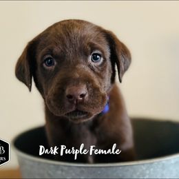 Dilute Retriever and Labrador Retriever Puppies from CKB Labradors