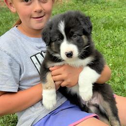 Boy 2 - Black and white male Border Collie puppy in Rural Retreat, Virginia from Hidden Acres Farm Corgis & Border Collies