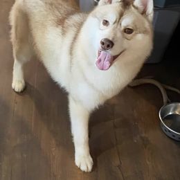 Odin - Siberian Husky