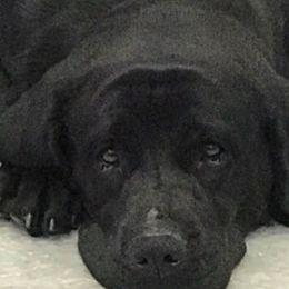 Labrador Retrievers from Beckwith Creek Labradors