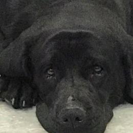 Labrador Retrievers from Beckwith Creek Labradors