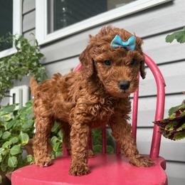 Carolina - Red  female Goldendoodle puppy in Camden, North Carolina from Oopsie Doodles of NC