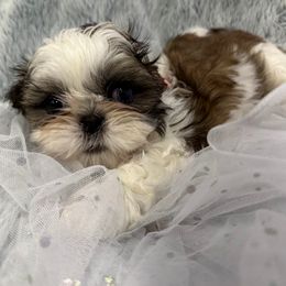 Shih Tzu Puppies from Bay Area Shih Tzu