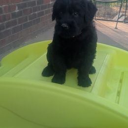 Giant Schnauzer Puppies from Riesenschnauzers von Reh Bach