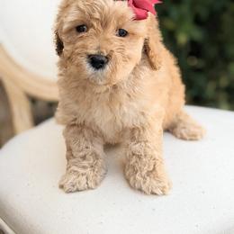 Aussiedoodle and Goldendoodle Puppies from Ever After Doodles Arizona