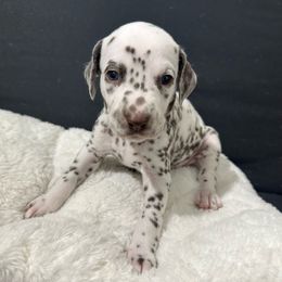 Boy green - Dalmatian puppy from dreamz_dalmatianz101