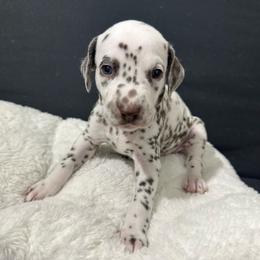 Boy green - Dalmatian puppy from dreamz_dalmatianz101