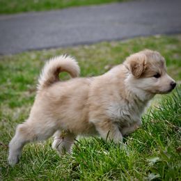 Native American Indian Dog Puppies from Seven Sisters Canids