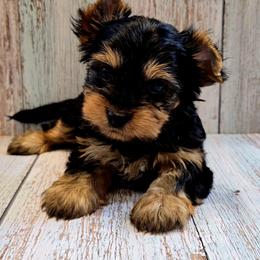 Yorkshire Terrier Puppies from Pixieland Yorkshire Terriers