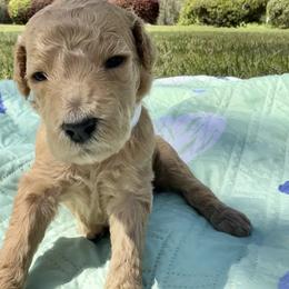 Miss White Collar (was Purple) VIDEO - Cream female Poodle puppy in Screven, Georgia from Dreamland Standard Poodles