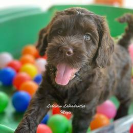 Australian Labradoodle Puppies from Lakeview Labradoodles