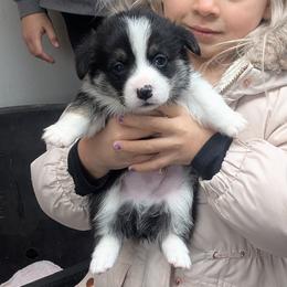 Boy 2 - Black and tan male Pembroke Welsh Corgi puppy in Edinburgh, Indiana from J Bar M Corgis