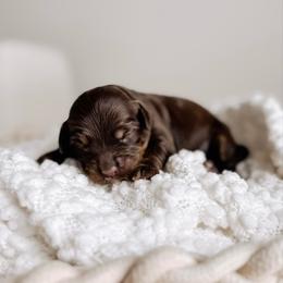 Beige boy - Chocolate male Australian Labradoodle puppy in Syracuse, Indiana from The Doodle Cove