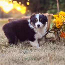 Mary - Black tri-color female Australian Shepherd puppy in Wauneta, Nebraska from 4H Aussies