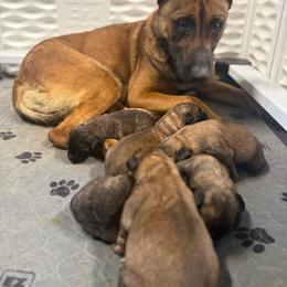 O Female 3 - Yellow female Dutch Shepherd puppy in Alum Creek, West Virginia from Stay Wild K9