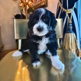 Orange - Tri-color male Bernedoodle puppy in Curtice, Ohio from The Pink Doghouse