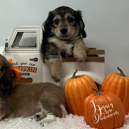 Dachshund Puppies from Legacy Lane Dachshunds