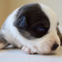 Banner - Dilute blue male Australian Shepherd puppy in Lyons, Georgia from Canyon South Aussies