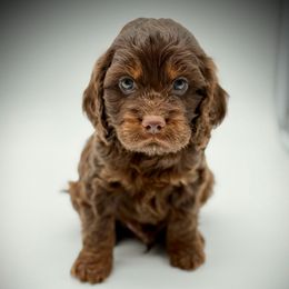 Jingle - Brown white and tan male Cockapoo puppy in Danielsville, Georgia from Meg's Doodles and Poodles
