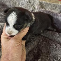 Black tri g - Black tri female Toy Australian Shepherd puppy in Springfield, Missouri from Donnie's Miniature & Toy Australian Shepherds