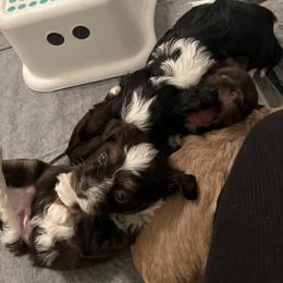 RESERVED - Chocolate male Havanese puppy in Monahans, Texas from Homeward Havanese, LLC