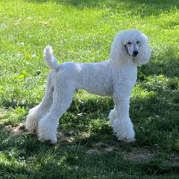 Cotton - Poodle