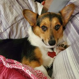 Girl 1 - female Pembroke Welsh Corgi puppy in Abingdon, Virginia from Runamuck Ranch