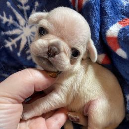 Juliet - White female Pug puppy in Ferrum, Virginia from Menagerie Magnifique Pugs & Boston Terriers