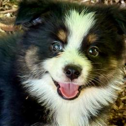 Asta - Black tri female Miniature Australian Shepherd puppy in Patterson, North Carolina from DreamLine Aussies
