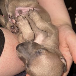 David - Blue fawn male Italian Greyhound puppy in Fredonia, Arizona from Black Hill Italian Greyhounds